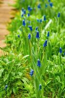 vår blommor av muscari armeniacum bland grön gräs i en vår trädgård i solljus foto