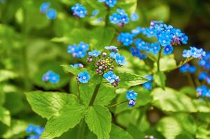 blå vår blommor. myosotis sylvatica vår blommande säsong. blommig bakgrund foto