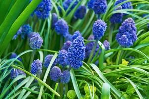 vår blommor av muscari armeniacum bland grön gräs i en vår trädgård i solljus foto