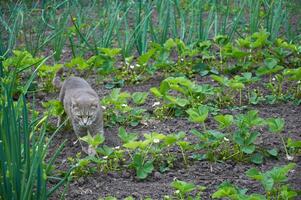 söt grå katt gående i de trädgård sängar foto