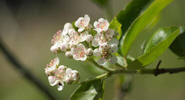 gren av en vit blommande aronia i närbild foto