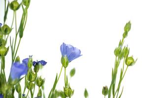 blå lin blomma i stänga upp över vit bakgrund foto