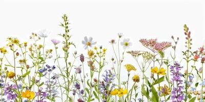 vild dekoration blommig flatlay på vit bakgrund foto