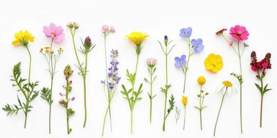 vild dekoration blommig flatlay på vit bakgrund foto