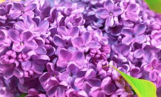 skön mörk lila färsk lila makro på en rosa bakgrund, violett bakgrund, vår bakgrund foto