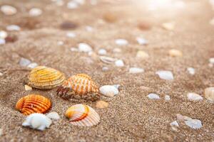 naturlig skal på de havsstrand närbild. strand sommar bakgrund foto