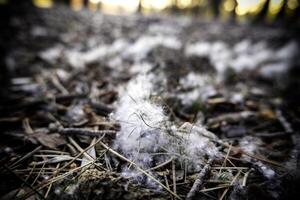 fluffar i de skog foto