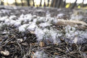 fluffar i de skog foto