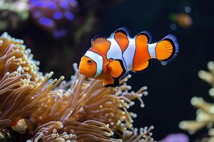 orange clown fisk simning i djup hav eller fisk tank. färgrik ljus små söt anemonfisk, hav liv foto