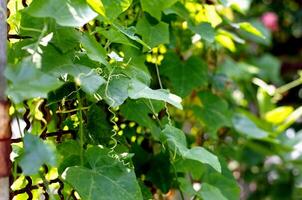 coccinia grands voigt eller cucurbitaceae den där växer i de trädgård förbi de tråd staket är en vegetabiliska och ört. foto