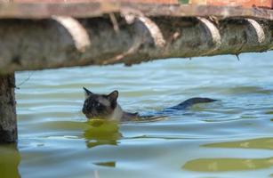 siamesisk katt simmar i vattnet foto