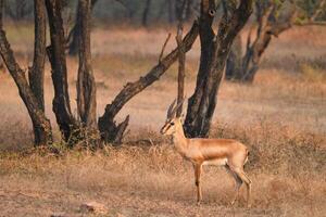 indisk bennetti gasell eller chinkara i rathnambore nationell parkera, rajasthan, Indien foto