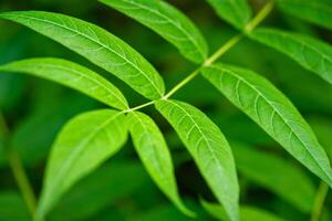 kina-sumac ailanthus altissima träd gren foto