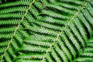 sphaeropteris cooperi eller cyathea cooperi lacy träd ormbunke, fjällig träd ormbunke foto