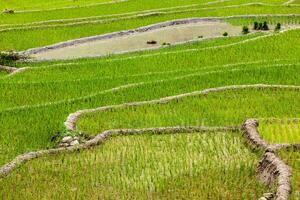 risplantager. vietnam foto