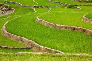 risplantager. vietnam foto