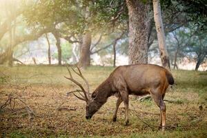 manlig sambar rusa unicolor rådjur i ranthambore nationell parkera, rajasthan, Indien foto