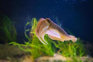 de allmänning europeisk bläckfisk sepia offcinalis under vattnet foto