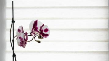 en vacker orkidé växer på fönsterbrädan mot bakgrund av rullgardiner. krukväxter på fönstret i lägenheten. blommor i krukor på fönsterbrädan. heminredningskoncept. foto