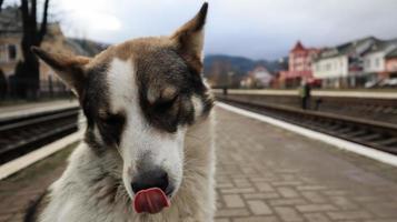 vit hund med svarta fläckar. lekfull och hungrig hund på en förorts tågstation mitt bland järnvägsspår och en bröstvärn på stationen, en herrelös hund följer tåget foto