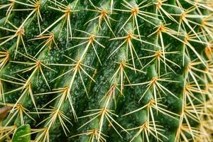 gyllene boll kaktus foto
