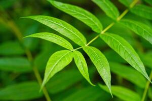 Kina sumak ailanthus altissima träd gren foto