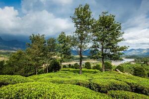 grönt teplantager i Munnar, Kerala, Indien foto