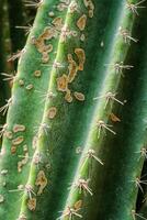 cereus hildmannianus aka drottning av de natt kaktus stänga upp foto