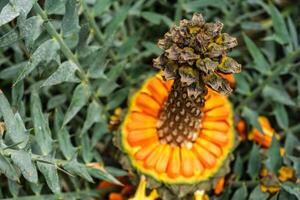 encephalartos horridus aka östra cape blå cykad kon foto