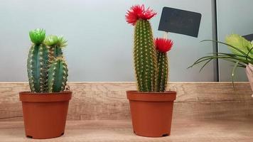 två små kaktusar i bruna krukor på en hylla i en blomsteraffär. grön taggig växt med nålar foto