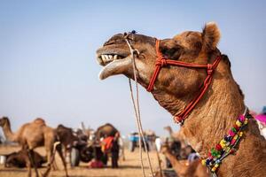 kameler på pushkar mela kamel rättvis i rajasthan foto