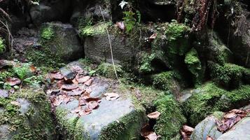 landskap av en bergsflod i skogen under tidig höst och sensommar. vatten i en naturlig bäck. vacker och avkopplande skog med en flod. flod djupt i bergsskogen. naturens sammansättning. foto