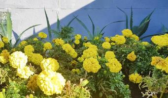 kruka färgglada blommor utomhus under våren. gula smörblommor, i en trädgårdskruka, i trädgården en solig vårdag, vacker utomhusblommig bakgrund, fotograferad med mjukt fokus foto