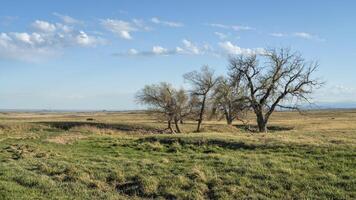 prärie i nordlig colorado med en grupp av träd och ström foto