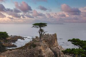 lugn kust scen med ensam cypress längs 17 mile kör, kalifornien foto