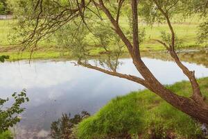 skön sommar landskap med grön träd, grön ängar på de Bank av de flod i republik av moldavien. foto