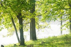 mycket skön landskap med dimma och grön natur i de republik av moldavien. lantlig natur i östra Europa foto