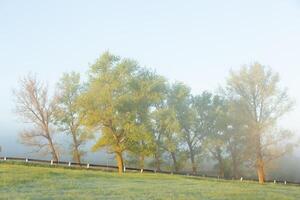mycket skön landskap med dimma och grön natur i de republik av moldavien. lantlig natur i östra Europa foto
