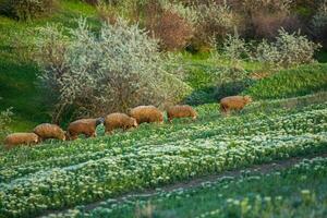 landskap med skön natur i de by i de republik av moldavien. Land liv i östra Europa. foto