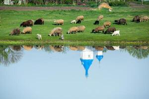 landskap med skön natur i de by i de republik av moldavien. Land liv. moldavien, en små Land med en stor hjärta i östra Europa. foto