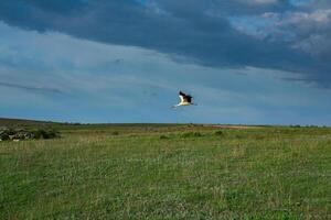 landskap med skön natur i de by i de republik av moldavien. Land liv i östra Europa. foto