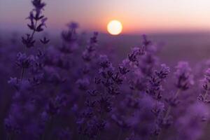 lavendel- blomma fält. violett lavendel- fält sanset stänga upp. lavendel- blommor i pastell färger på fläck bakgrund. natur bakgrund med lavendel- i de fält. foto