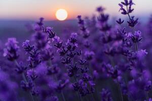 lavendel- blomma bakgrund. violett lavendel- fält sanset stänga upp. lavendel- blommor i pastell färger på fläck bakgrund. natur bakgrund med lavendel- i de fält. foto