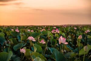 soluppgång i de fält av lotus, rosa lotus nelumbo nucifera svajar i de vind. mot de bakgrund av deras grön löv. lotus fält på de sjö i naturlig miljö. foto