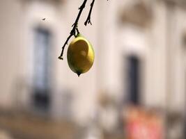 citron- detalj i syrakus kupol foto