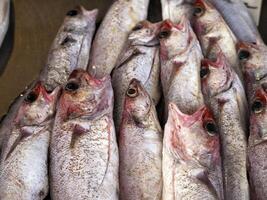 torsk färsk fisk skaldjur på ortigia syrakus sicilien fisk marknadsföra Italien foto