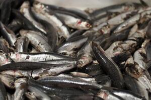 ansjovis färsk fisk skaldjur på ortigia syrakus sicilien fisk marknadsföra Italien foto