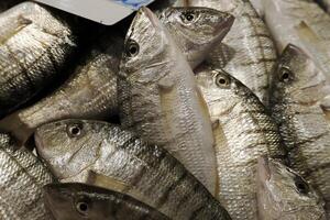 sand steenbras färsk fisk skaldjur på ortigia syrakus sicilien fisk marknadsföra Italien foto