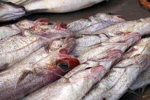 torsk färsk fisk skaldjur på ortigia syrakus sicilien fisk marknadsföra Italien foto