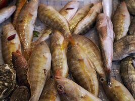 sand steenbras färsk fisk skaldjur på ortigia syrakus sicilien fisk marknadsföra Italien foto